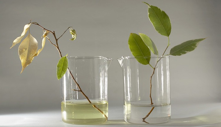 Two beakers with plant branches inside