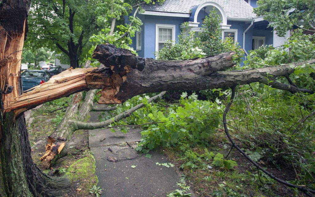 Fallen tree branch near house.