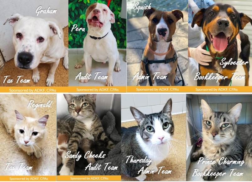 Various pets with team names displayed.