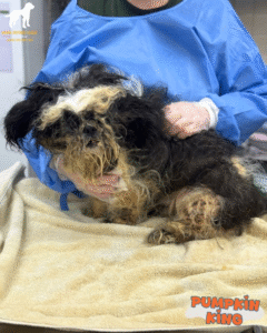 puppy before cleaning