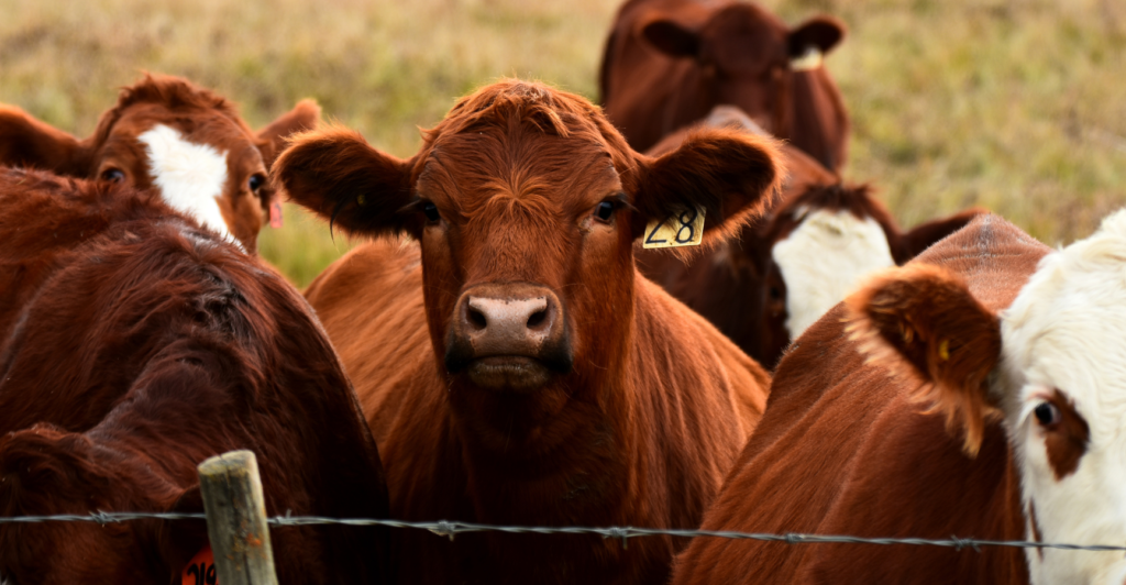 texas beef cattle